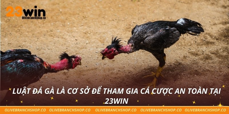 Luật Đá Gà Minh Bạch Cho Trải Nghiệm Cá Cược Công Bằng Luật đá gà là cơ sở để tham gia cá cược an toàn tại 23win